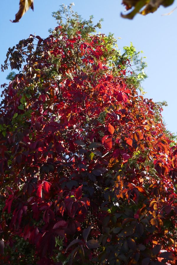 colors-autumn-fall-2017_1009_1135491_49791654801_o