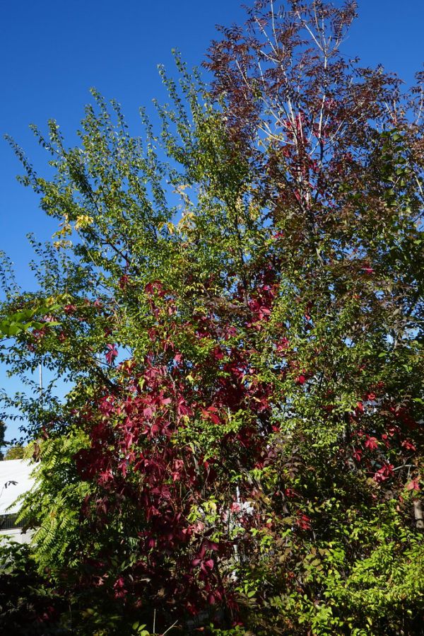 colors-autumn-fall-2017_1009_113808_49791654536_o
