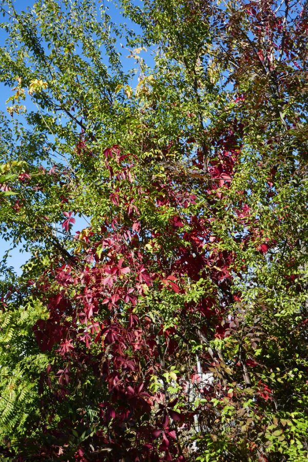 colors-autumn-fall-2017_1009_113811_49791654471_o