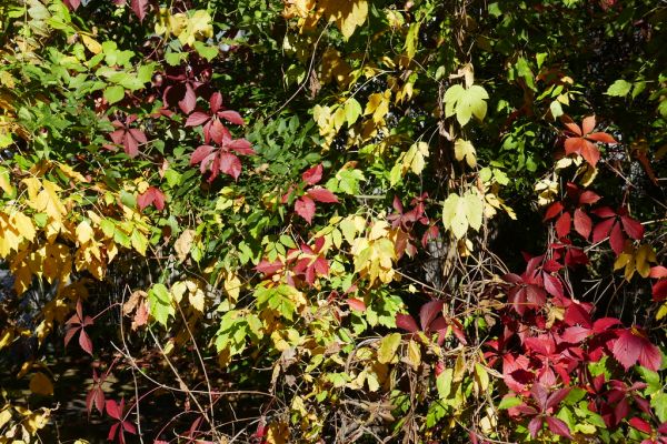 colors-autumn-fall-2017_1009_113821_49791107913_o