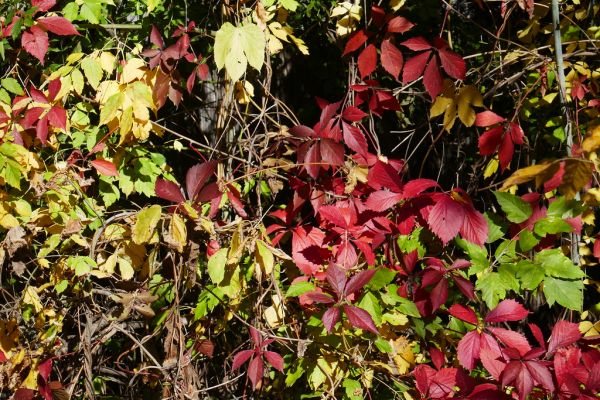 colors-autumn-fall-2017_1009_113825_49791654366_o