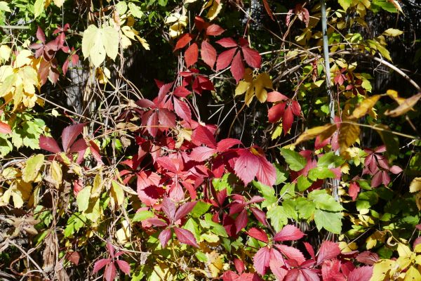 colors-autumn-fall-2017_1009_113831_49791107833_o