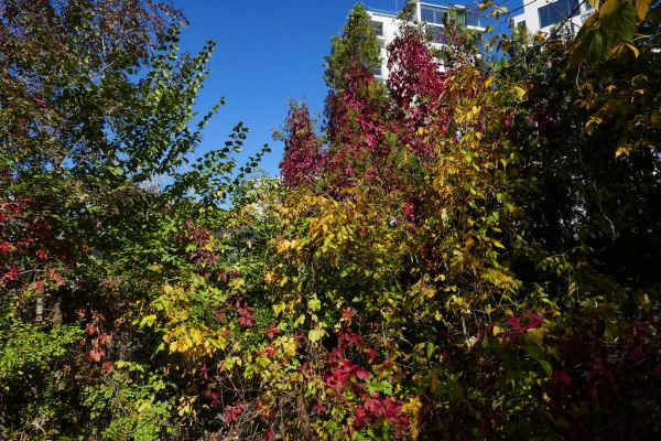 colors-autumn-fall-2017_1009_113840_49791107728_o