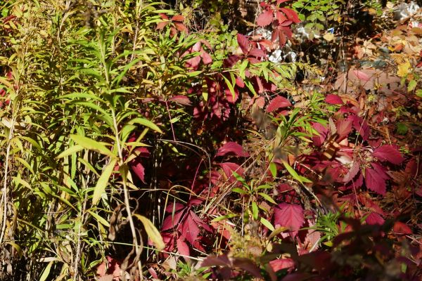 colors-autumn-fall-2017_1009_113847_49791654251_o