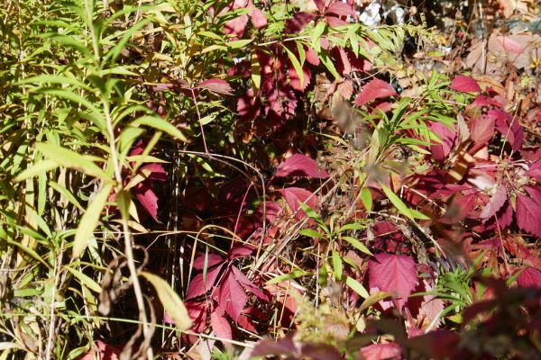 colors-autumn-fall-2017_1009_113849_49791654201_o