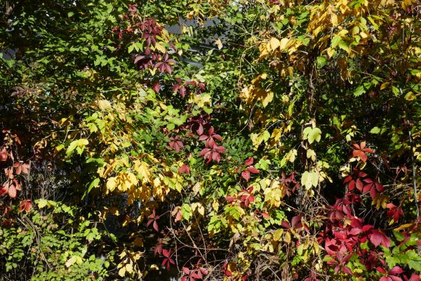 colors-autumn-fall-2017_1009_113852_49791107568_o
