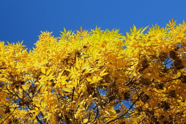 colors-autumn-fall-2017_1009_114704_49791107453_o