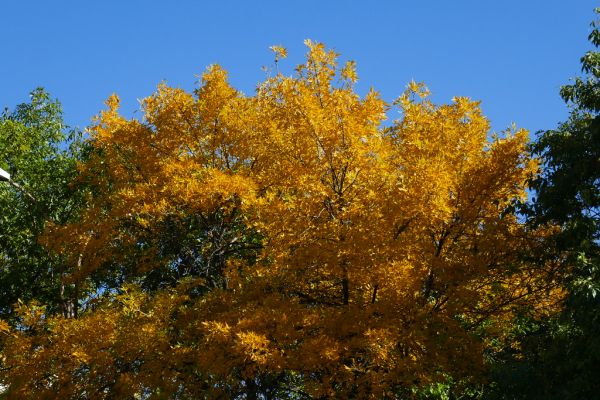 colors-autumn-fall-2017_1009_114723_49791653871_o