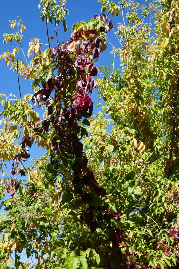 colors-autumn-fall-2017_1009_115155_49791653761_o