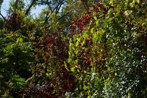 colors-autumn-fall-2017_1009_115205_49791653626_o