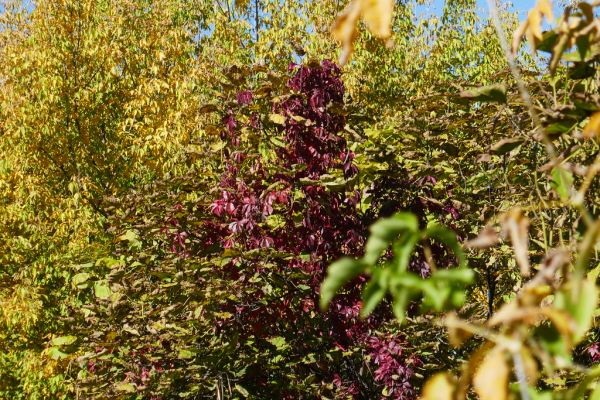 colors-autumn-fall-2017_1009_115234_49791653371_o