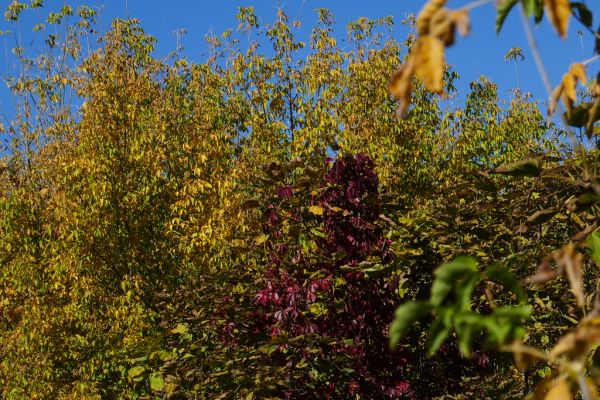 colors-autumn-fall-2017_1009_115252_49791653321_o