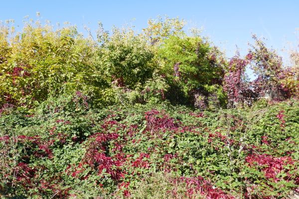 colors-autumn-fall-2017_1009_115422_49791653151_o