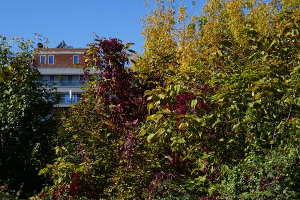 colors-autumn-fall-2017_1009_115601_49791652791_o
