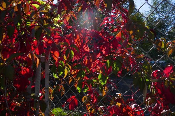 colors-autumn-fall-2017_1010_155325_49791652336_o