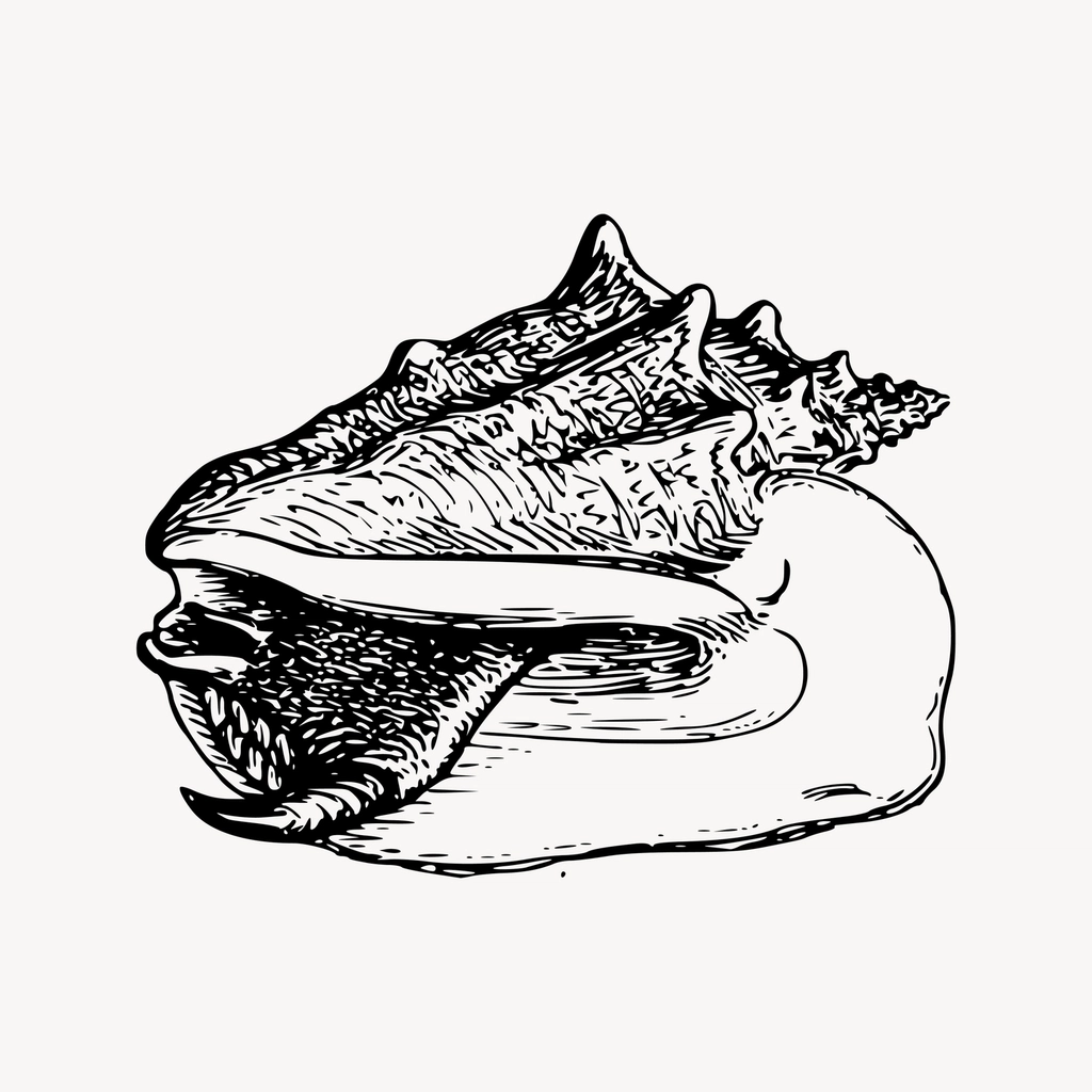 Conch clipart, drawing illustration vector