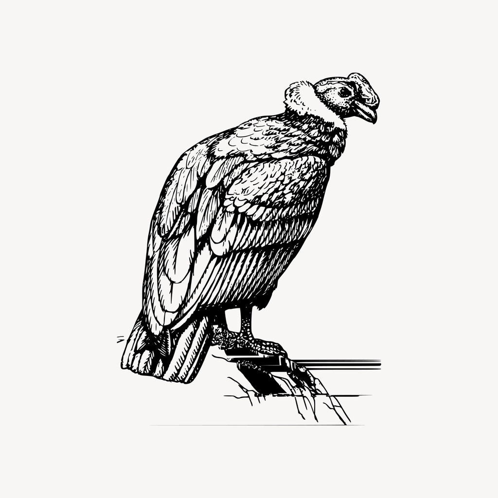 Condor bird clipart, drawing illustration