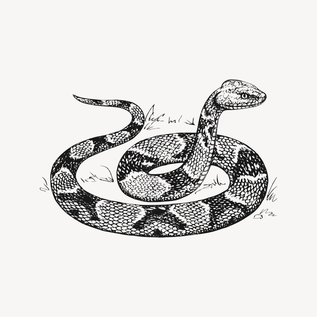 Copperhead snake clipart, drawing illustration