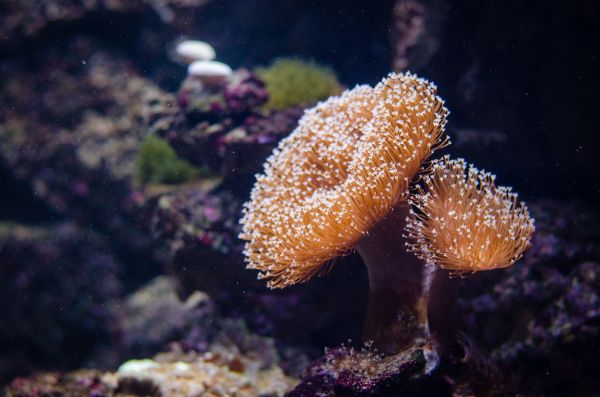 coral