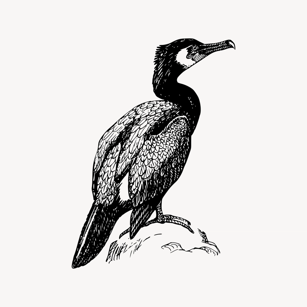 Cormorant bird clipart, drawing illustration
