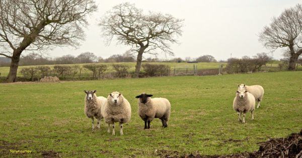 Counting Sheep ...... five