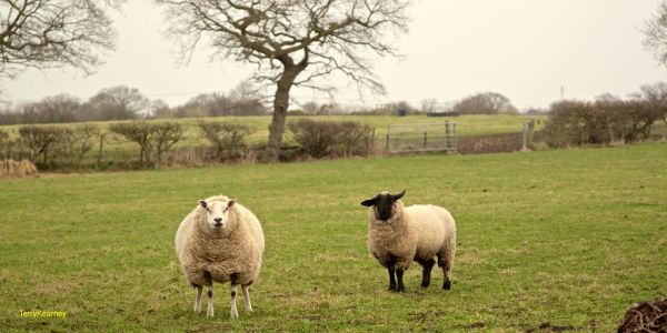 Counting Sheep ..... Two