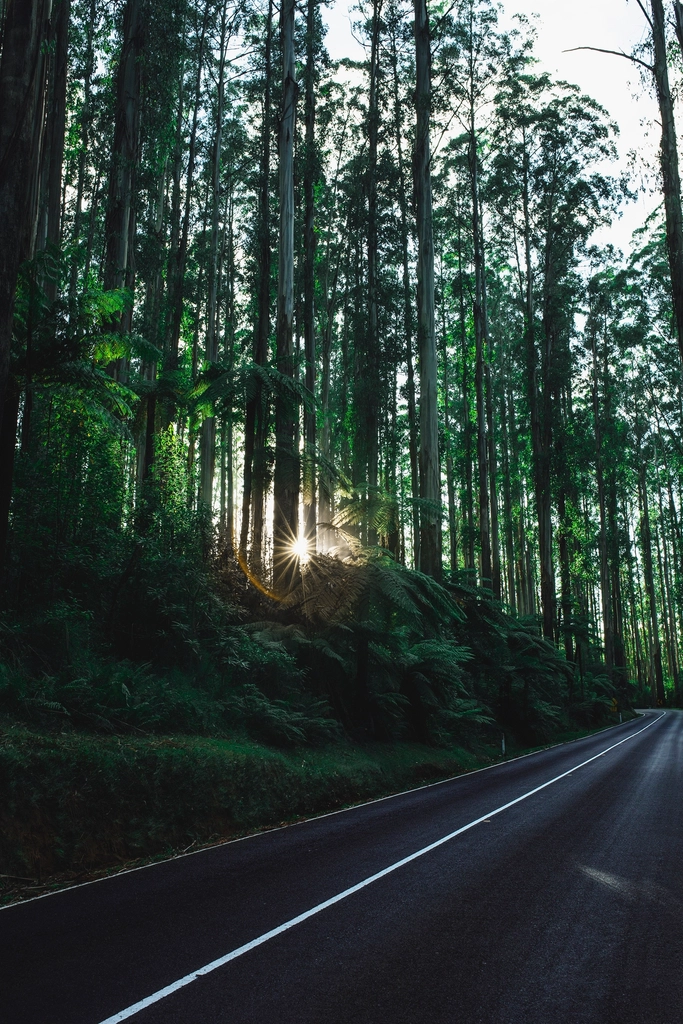 Country road forest trees sunrise