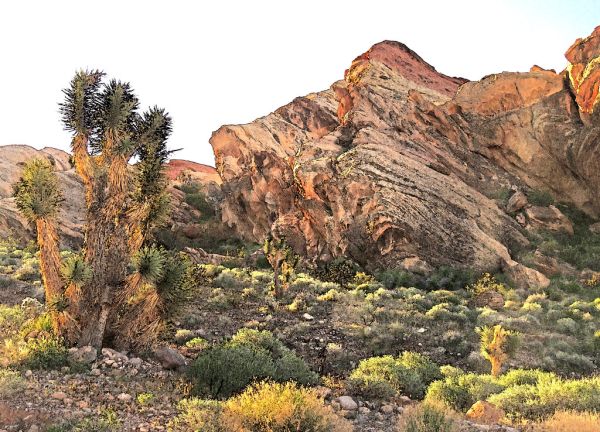 COVID 19 ESCAPE TRIP (4-2-2020) am walk at north campsite, gold buttes national monument, nevada -15 PHOTOSHOP WATERCOLOR
