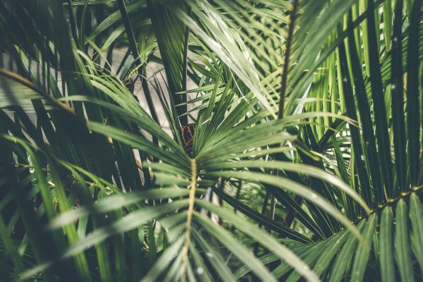 Creative tropical green leaves layout. Tropical palm background.