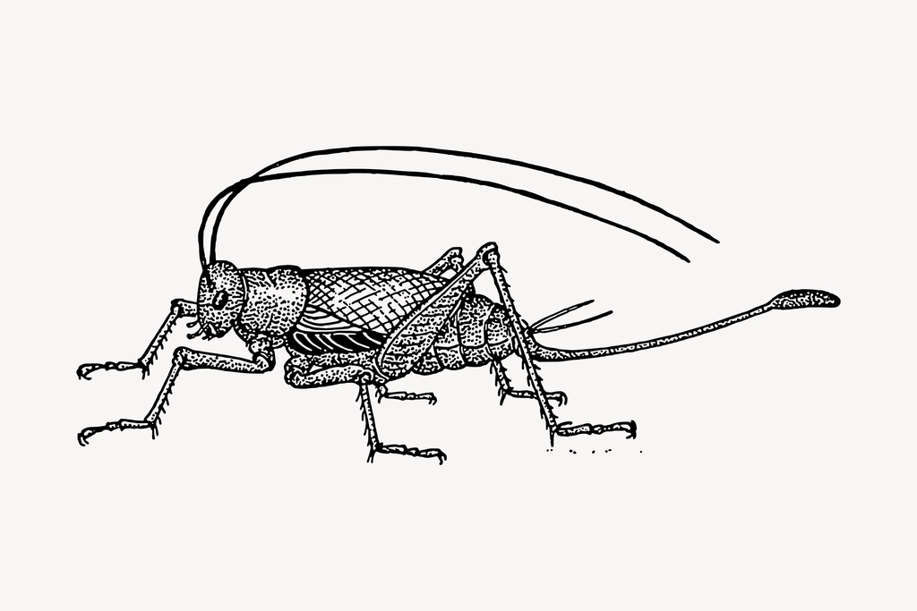 Cricket clipart, drawing illustration vector