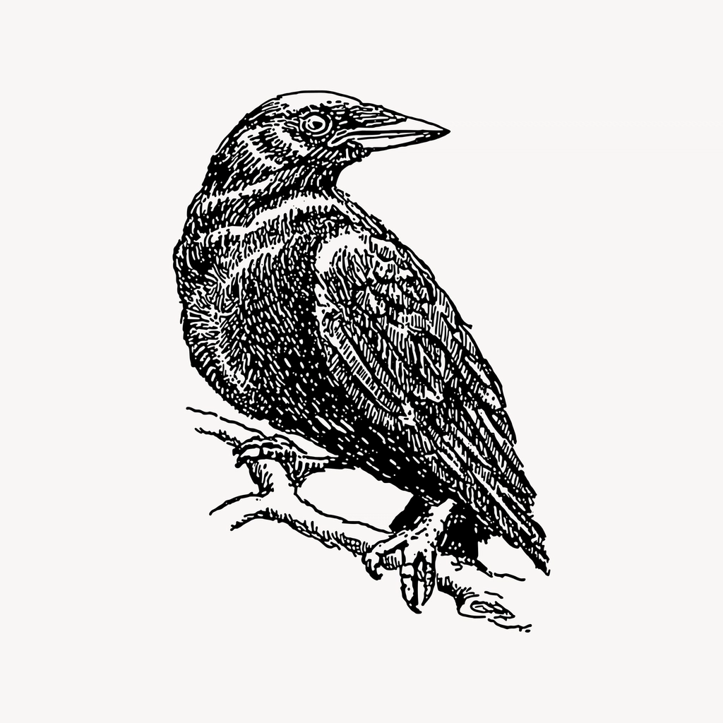 Crow bird clipart, drawing illustration