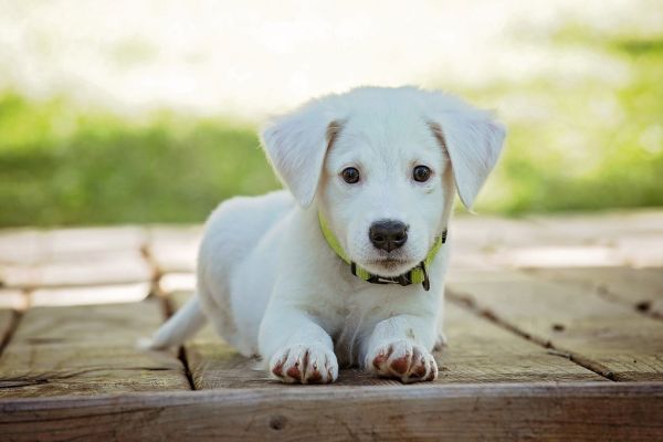 Cute white puppy