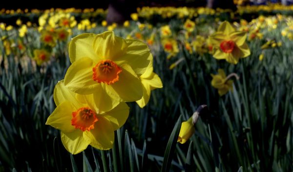 Daffodils