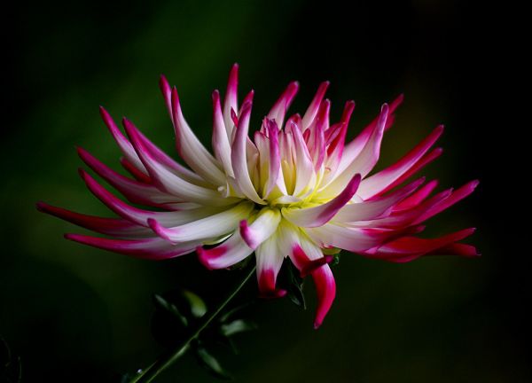 Dahlia.
