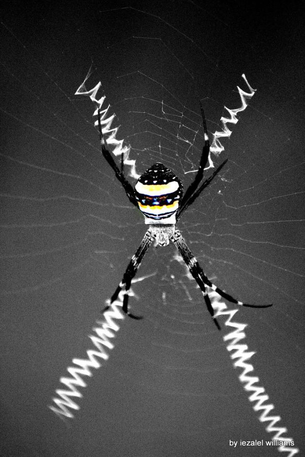 DaR-X Spider Web in Selected colors IMG_9465