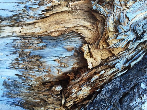 Decaying Wood Background Texture