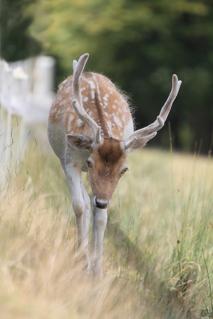 Deer, animal, wildlife background