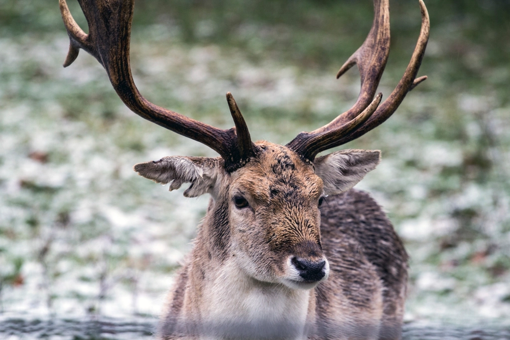 Deer, animal, wildlife background