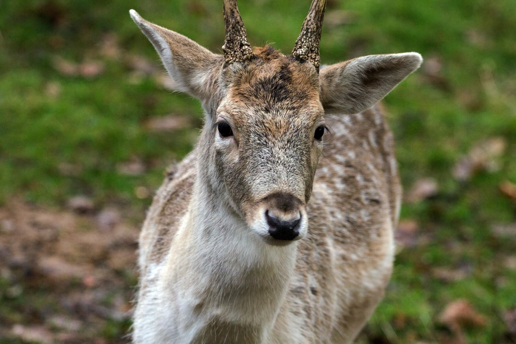 Deer, animal, wildlife background