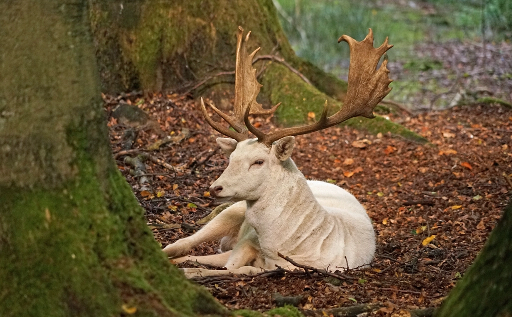 Deer, animal, wildlife background