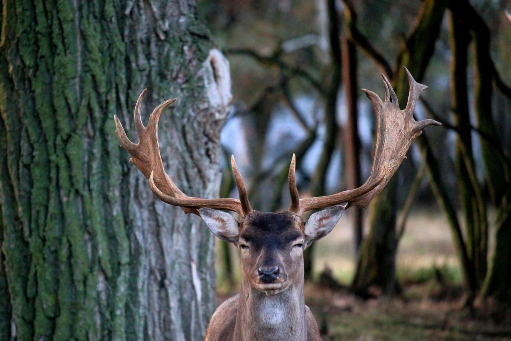 Deer, animal, wildlife background