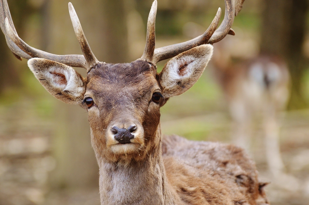 Deer, animal, wildlife background
