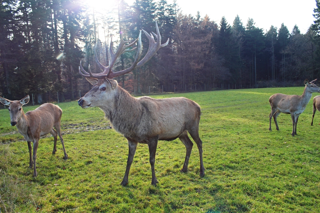 Deer, animal, wildlife background