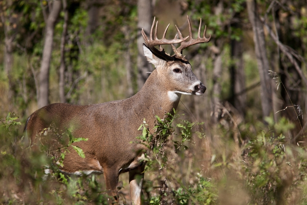Deer, animal, wildlife background