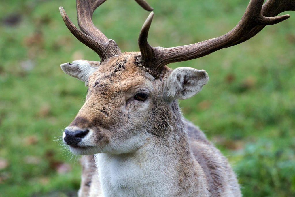 Deer, animal, wildlife background