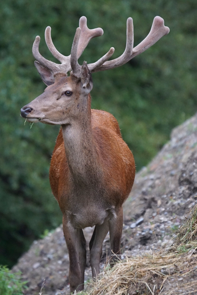 Deer, animal, wildlife background