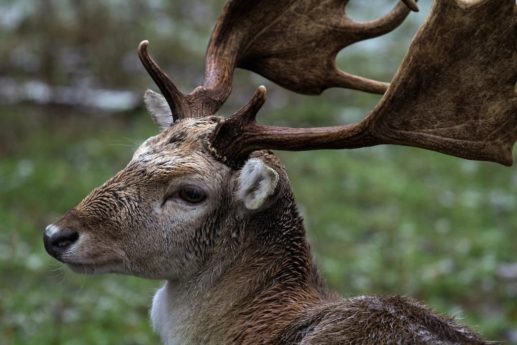 Deer, animal, wildlife background