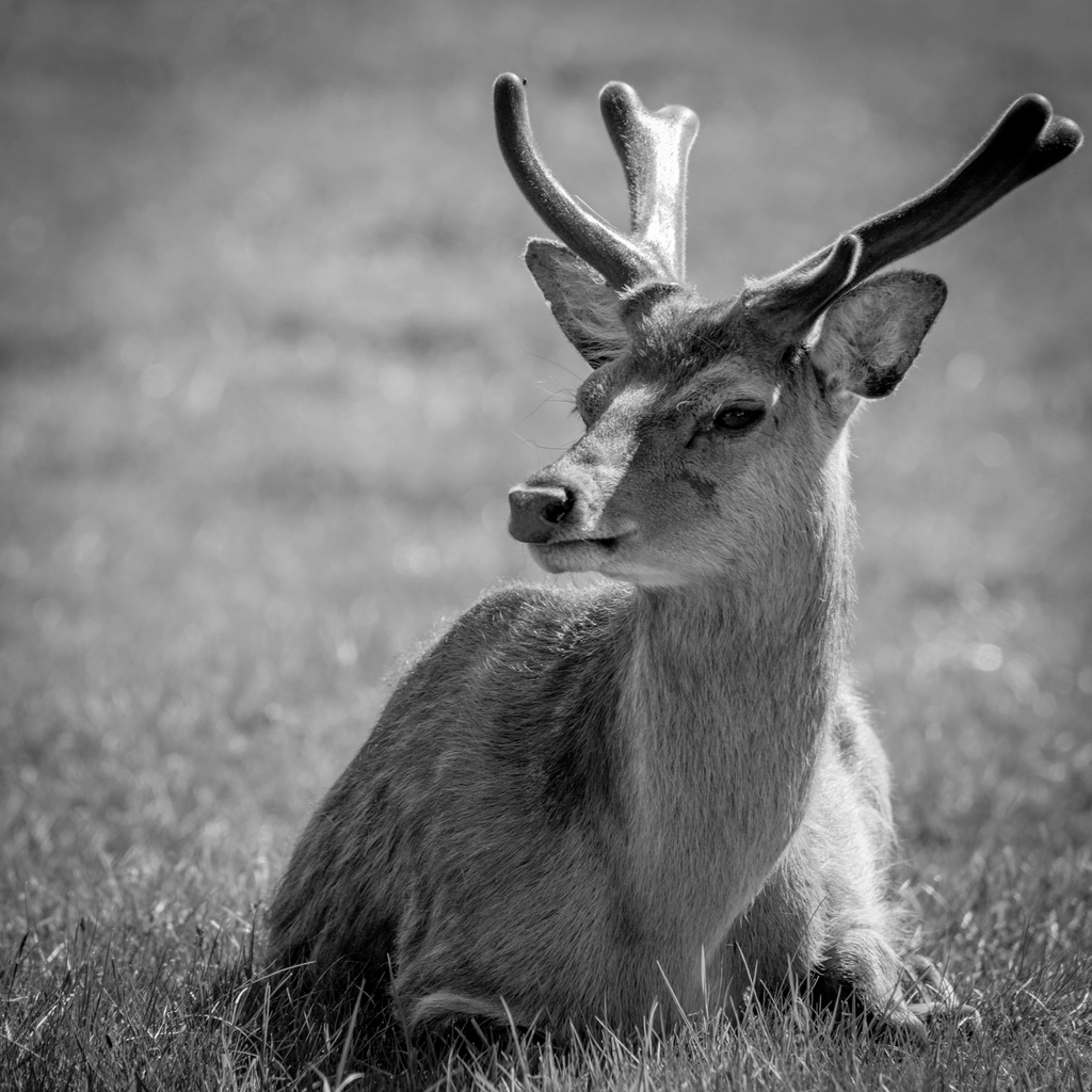 Deer, animal, wildlife background