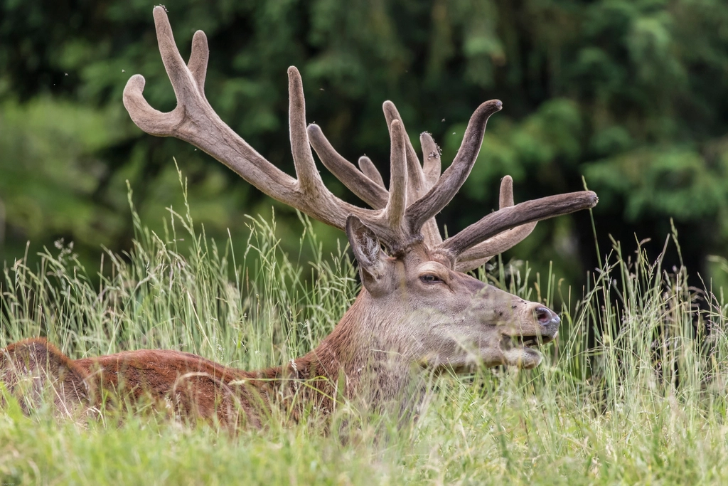 Deer, animal, wildlife background