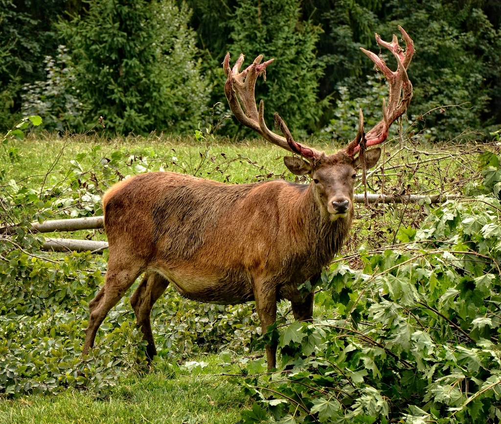 Deer, animal, wildlife background